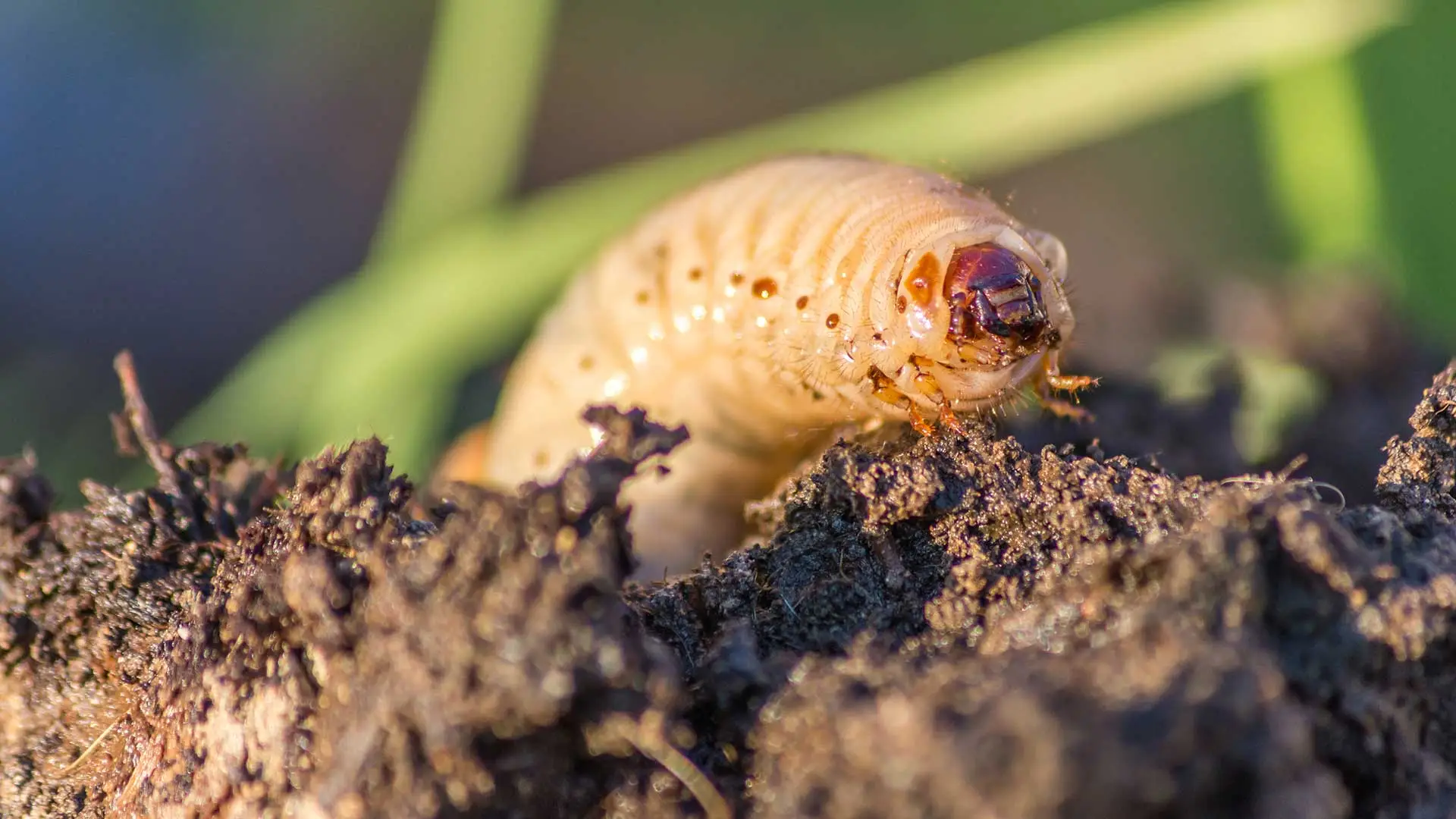 Grub living in a lawn near Ada, MI.