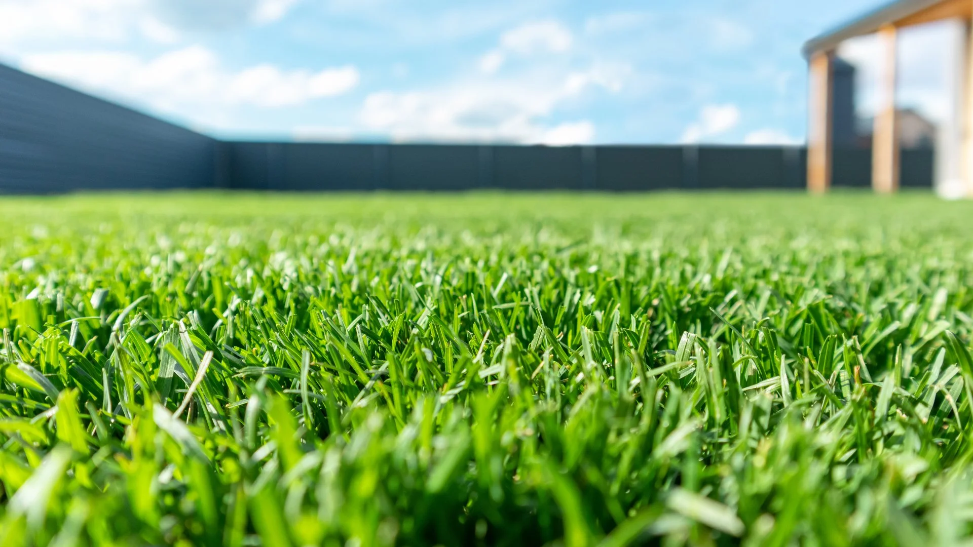 Close-up of a vibrant green lawn under a blue sky in Ada, MI.