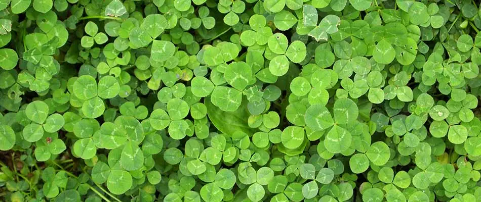 Clover weeds growing at a Ada, MI home.