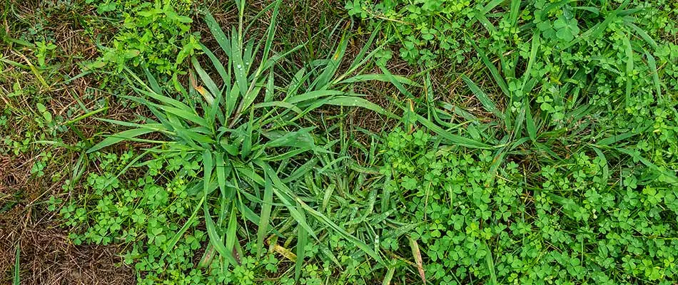 Crabgrass growing in a lawn in Ada, MI.