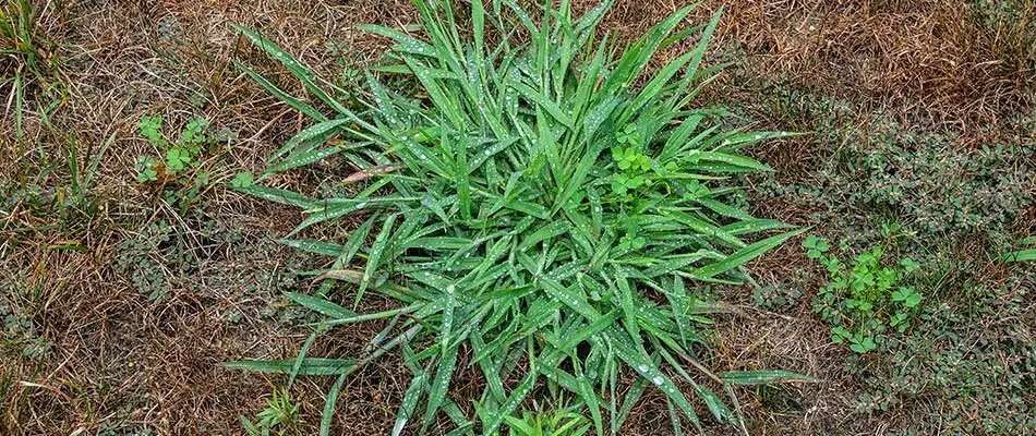 Why You Need to Keep Crabgrass out of Your Yard