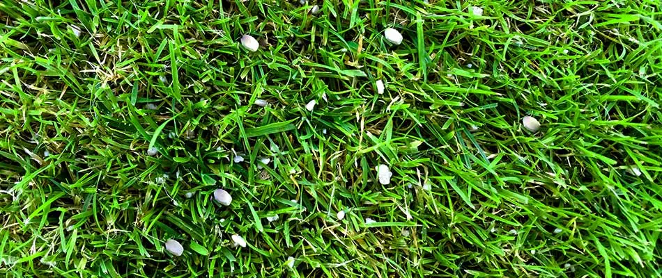 Fertilizer rests in a lawn in Ada, MI.