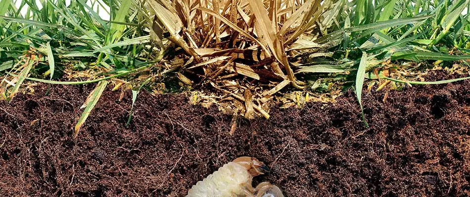 Lawn grass being killed by grub in Ada, MI.