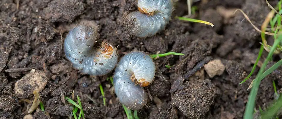 Lawn filled with grubs in yard soil near Lowell, MI.