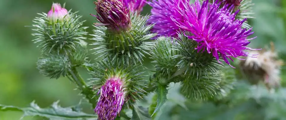 Bright purple thistle weed blooms in Lowell, MI.