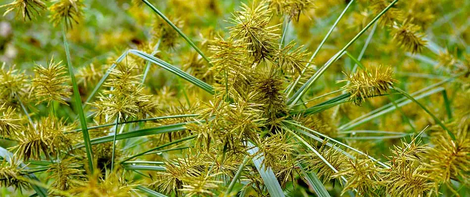 How to Identify & Remove Yellow Nutsedge