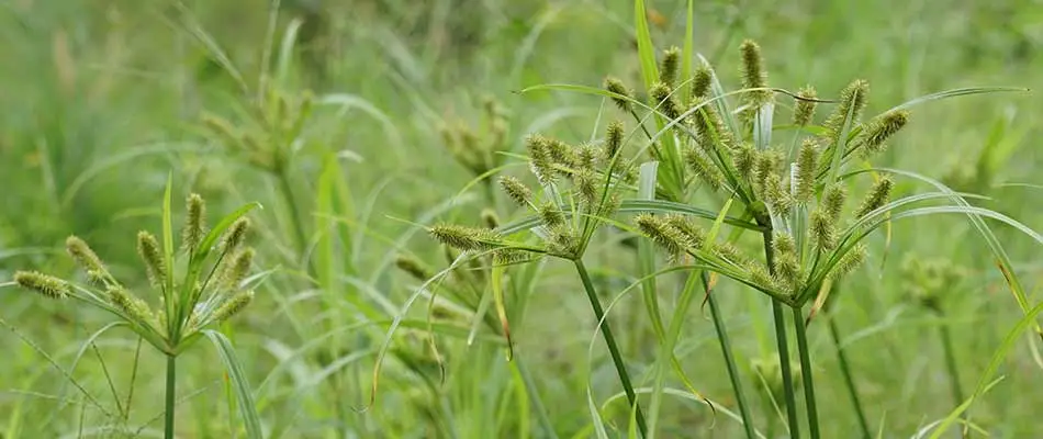 Yellow nutsedge weeds overgrown on a Cascade, MI lawn.