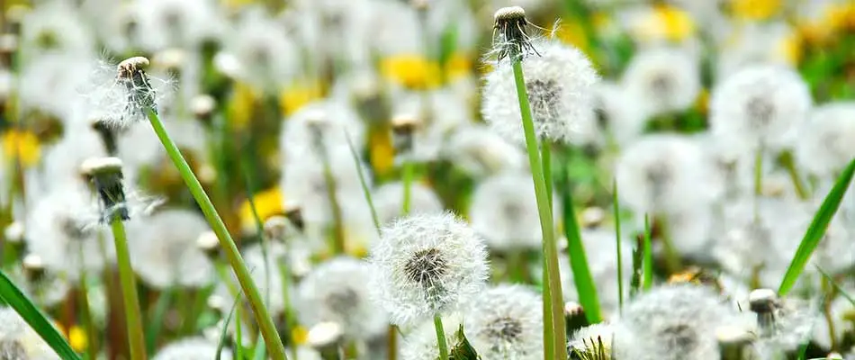 Close up photo of dandelion weeds growing in an East Grand Rapids, MI property.