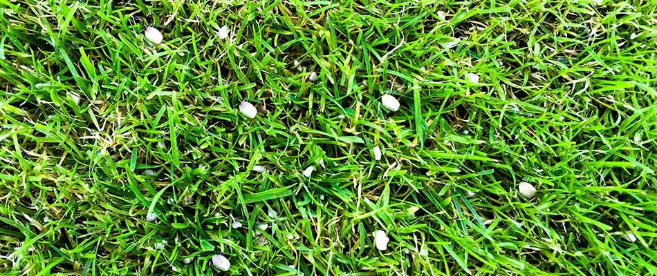 Fertilizer applied to an Ada, MI home property's lawn.