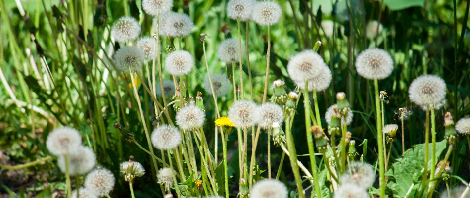 Dandelion being sprayed with our weed control services in a Ada, MI lawn.