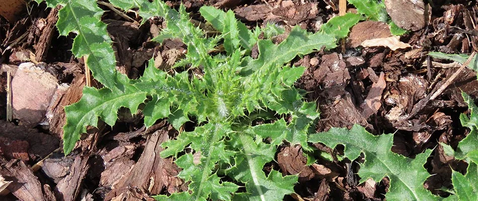 Weeds growing in tree bark mulch landscape bed in Ada, MI.