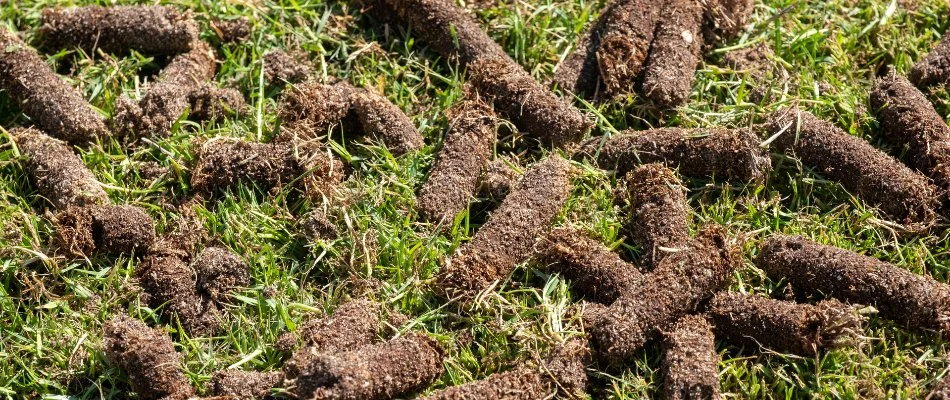 Lawn in Ada, MI, with aeration plugs.