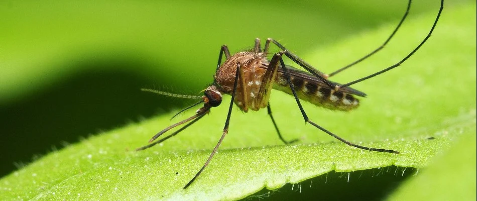 Closeup of a mosquito on a green leaf in Walker, MI.