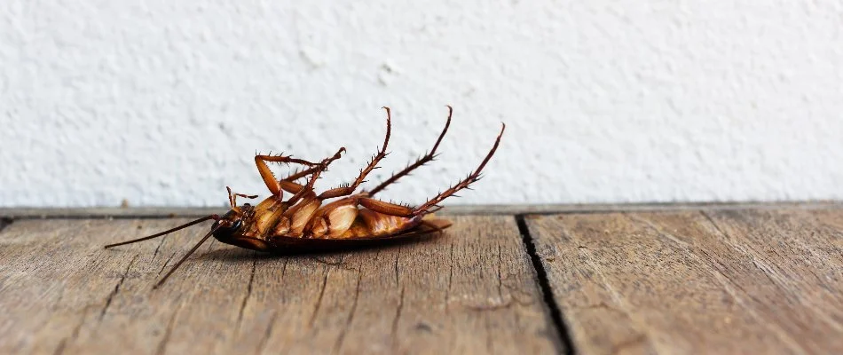 Dead cockroach on wood floor in Ada, MI.