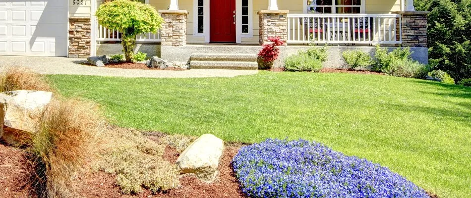 Green grass in Cascade, MI, between house and landscaping.