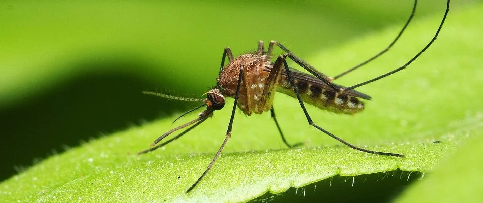 Green leaf in Cascade, MI, with a mosquito.