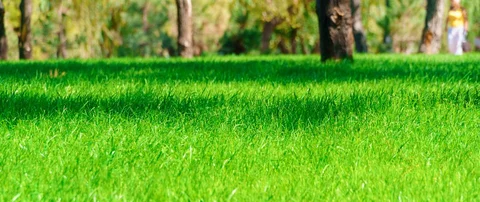 Healthy lawn after a fertilization treatment in Ada, MI.