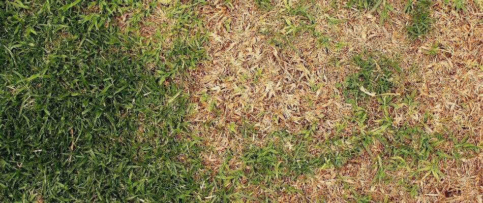 Lawn in Ada, MI, with a discolored patch due to a disease.