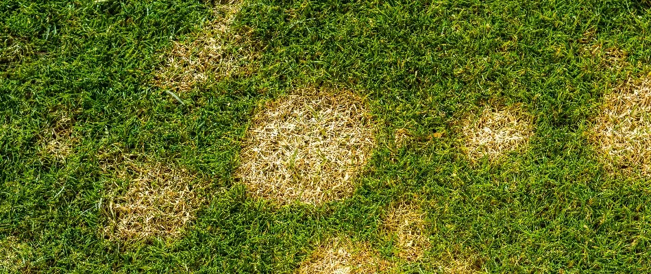 Lawn in Ada, MI, with dollar spot disease.