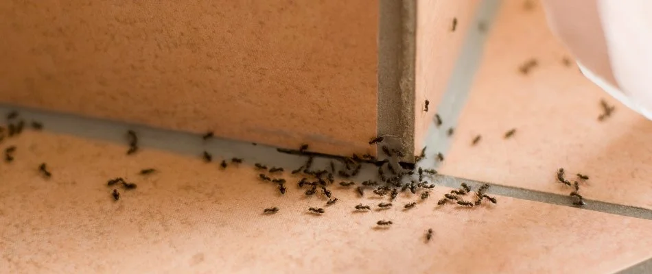 Many black ants on tile floor in Caledonia, MI.
