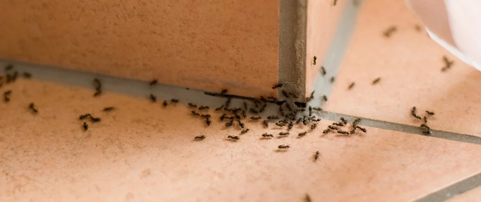 Black ants on tile in Ada, MI.