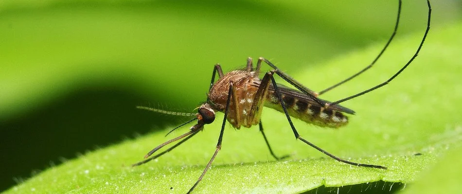 Mosquito on a green plant leaf in Ada, MI.