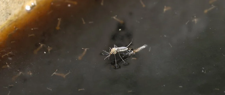 Mosquito on still water in Lowell, MI, with larvae.