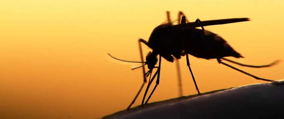 Silhouette of a mosquito on skin in Kentwood, MI.