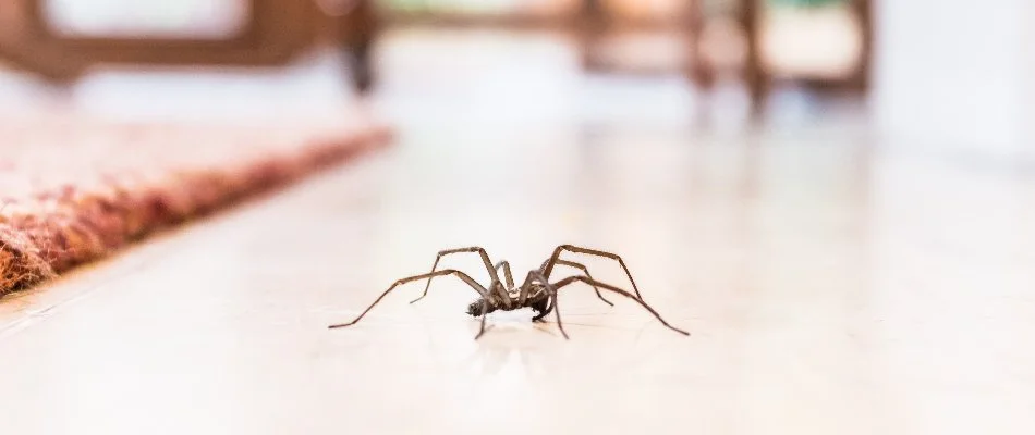 Single spider crawling on an indoor floor in Grand Rapids Township, MI.