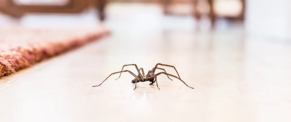 Spider crawling along an interior floor in Ada, MI.