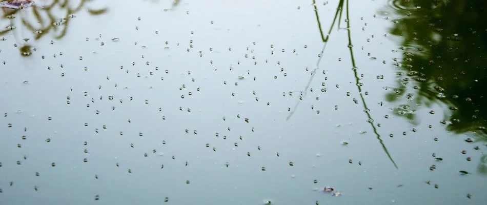 Standing water in Ada, MI, with many mosquitoes.