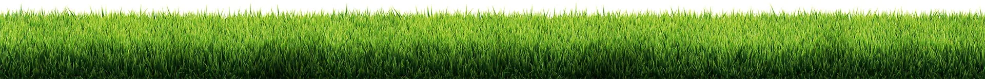 Grass background texture.