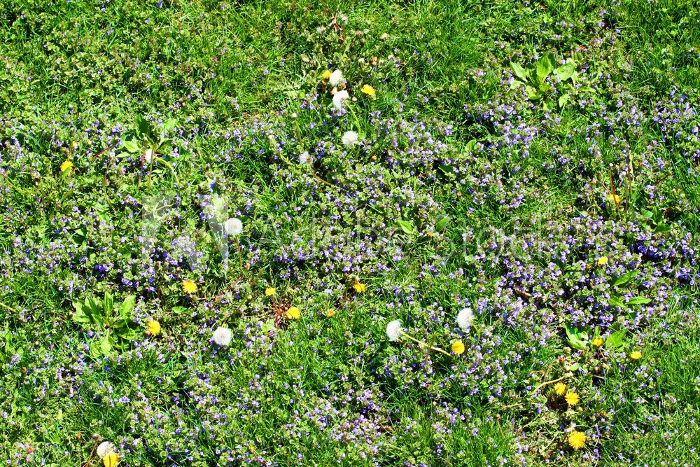 A lawn care worker spraying dandelions with weed control treatments in Lowell, MI.