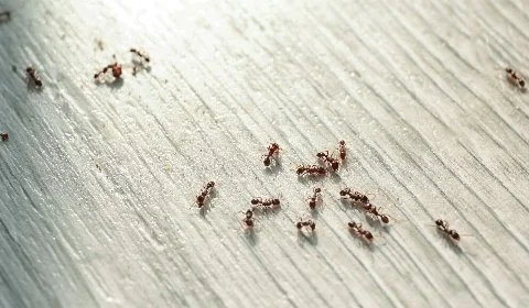 Ants crawling on a wooden surface in Ada, MI.