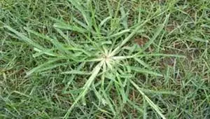 Crabgrass