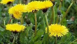 Dandelions