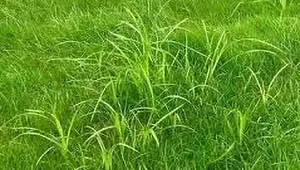 Nutsedge