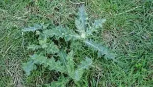 Thistle